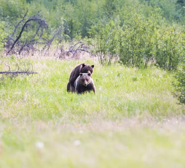 Гризли Медведи Спариваются Дикой Природе — стоковое фото
