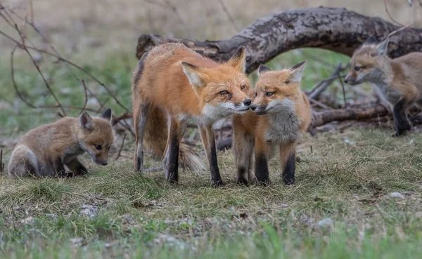 Söta Röda Rävar Tillsammans Naturen — Stockfoto