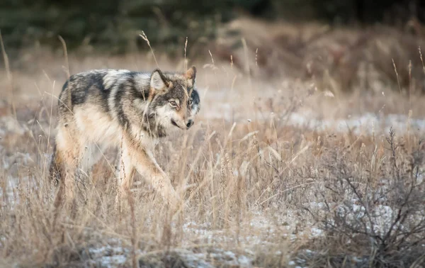 Grijze Wolf Wilde Natuur — Stockfoto