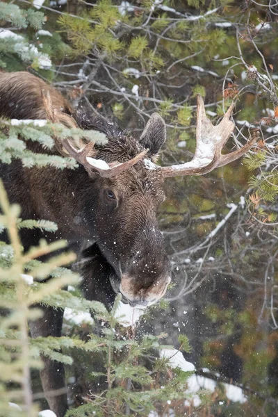 Łoś Byk Parku Narodowym Jasper Kanada — Zdjęcie stockowe