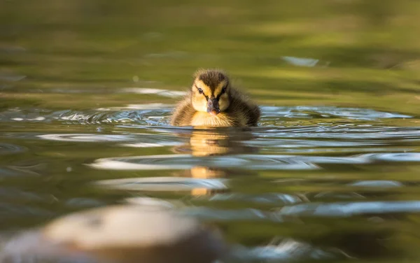 Duckling Wild — Stock Photo, Image