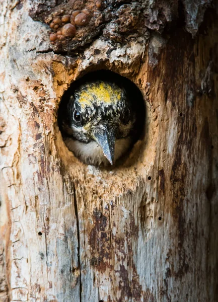 Three Toed Woodpecker Wild — Stock Photo, Image