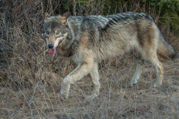 Loup Gris Dans Nature Sauvage — Photo