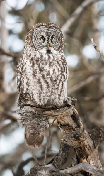 Grand Hibou Gris Dans Nature Sauvage Alberta Canada — Photo