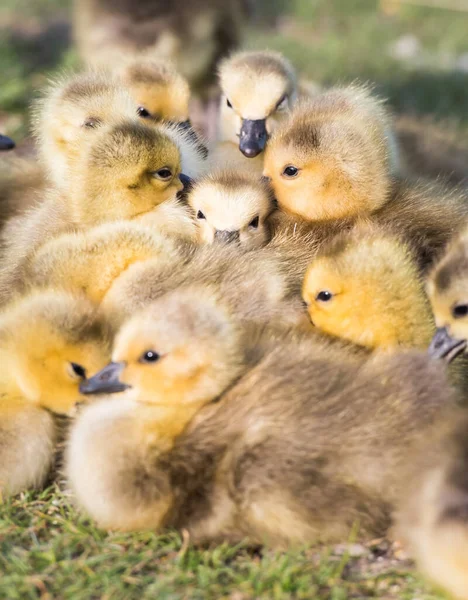 Canadá Goose Família Natureza — Fotografia de Stock