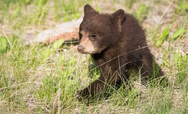 Filhote Urso Preto Natureza — Fotografia de Stock