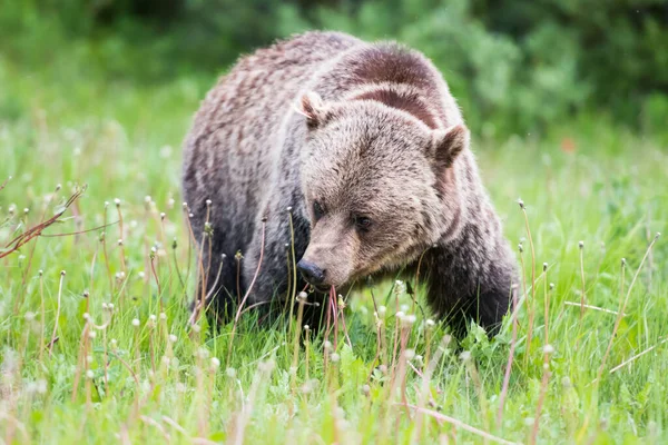 Urso Pardo Natureza — Fotografia de Stock