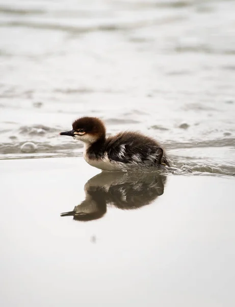 Merganser Familie Freier Wildbahn — Stockfoto