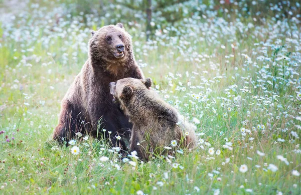 Kanadští Medvědi Grizzly Divočině — Stock fotografie