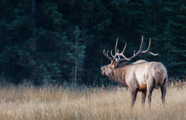 Bull Elk Tijdens Rut — Stockfoto