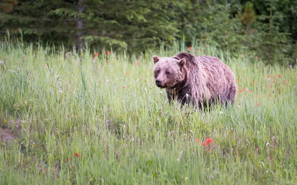 Orso Grizzly Natura — Foto Stock