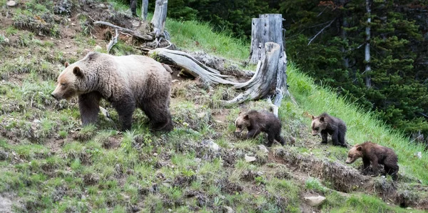 Famille Des Grizzlis Dans Nature — Photo