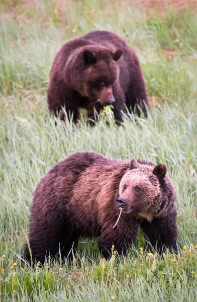 Medvěd Grizzly Divočině — Stock fotografie