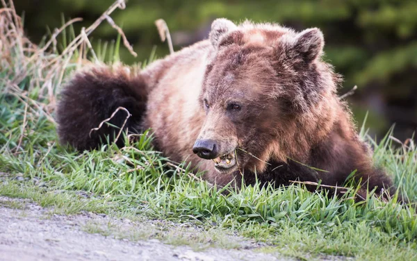 Niedźwiedź Grizzly Dziczy — Zdjęcie stockowe