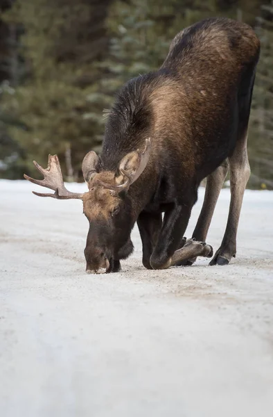 Tjur Älg Nationalpark Jaspis Kanada — Stockfoto