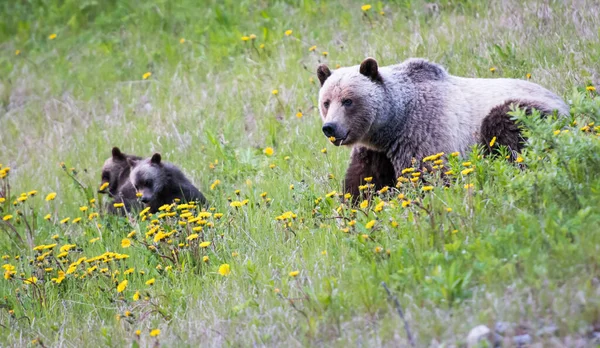 Grizzli Dans Nature — Photo