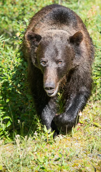 Orso Grizzly Canadese Natura — Foto Stock