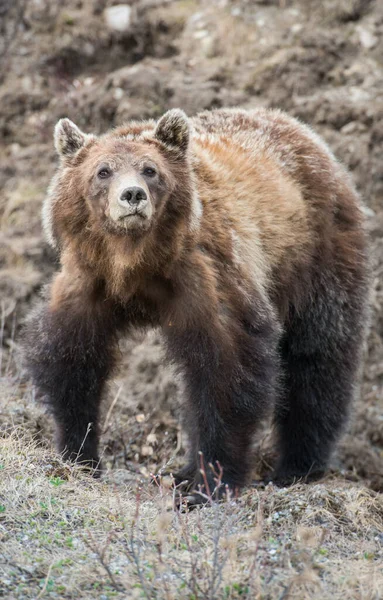 Urso Grizzly Canadense Selvagem — Fotografia de Stock