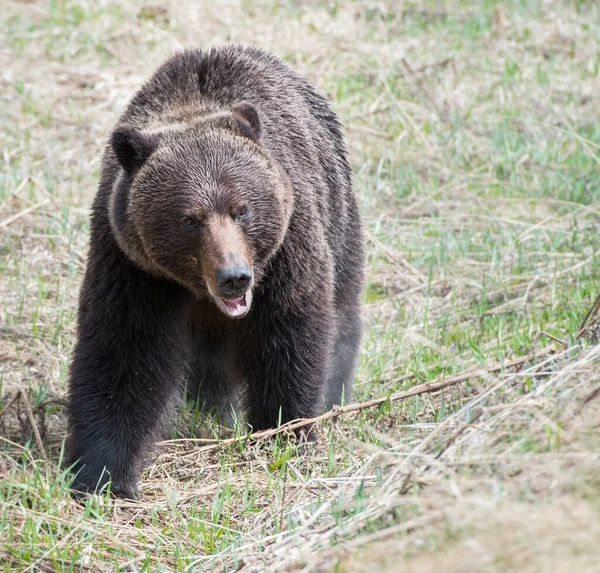 Canadian Grizzly Niedźwiedź Dzikim — Zdjęcie stockowe