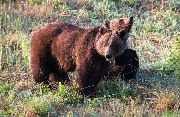 Grizzli Dans Nature — Photo