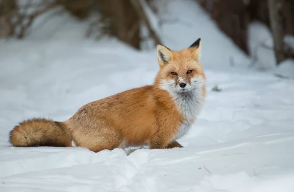 Rode Vos Het Wild — Stockfoto