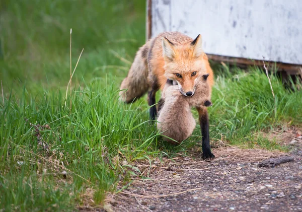 公園で草の上のかわいい赤いキツネ — ストック写真