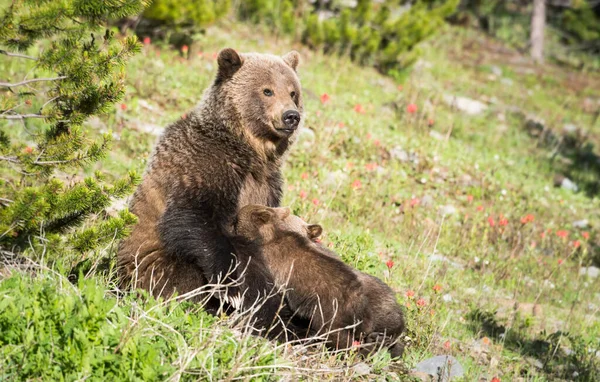 Grizzly Beer Het Wild — Stockfoto