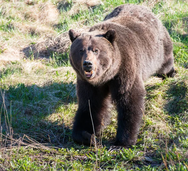 Canadian Grizzly Niedźwiedź Dzikim — Zdjęcie stockowe