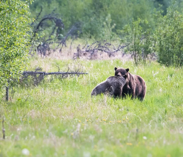 Orso Grizzly Natura — Foto Stock