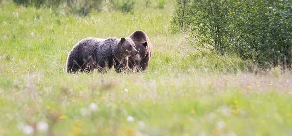 Niedźwiedź Grizzly Dziczy — Zdjęcie stockowe