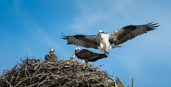 Fischadler Freier Wildbahn — Stockfoto