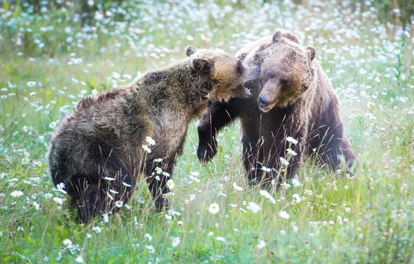 Grizzly Medvék Vadonban — Stock Fotó