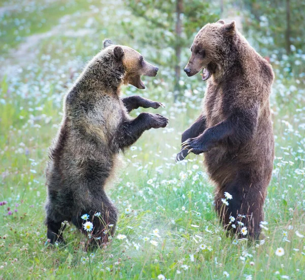 Niedźwiedzie Grizzly Dziczy — Zdjęcie stockowe