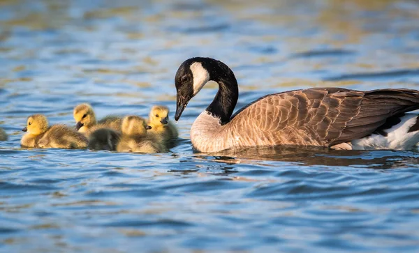 Familia Gansos Canadá Naturaleza — Foto de Stock