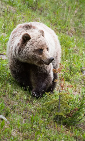 Niedźwiedź Grizzly Dziczy — Zdjęcie stockowe