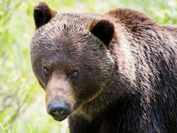 Orso Grizzly Natura — Foto Stock