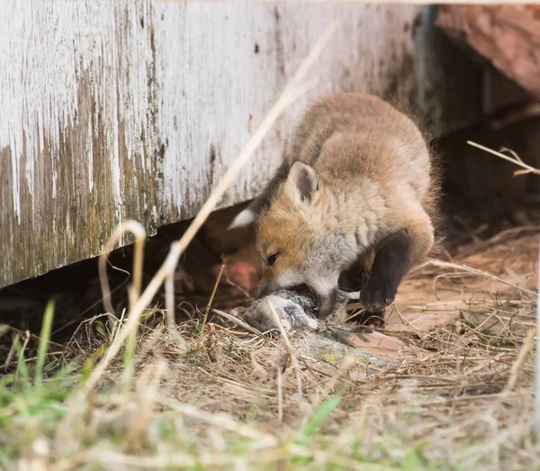 Cute Red Foxes Grass Wild Nature — Stock Photo, Image