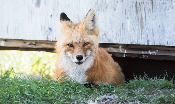 Scenic View Beautiful Red Fox Park — Stock Photo, Image