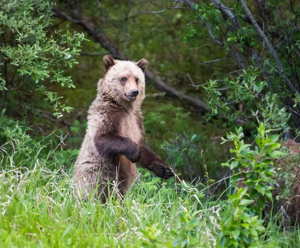 Медведь Гризли Дикой Природе — стоковое фото