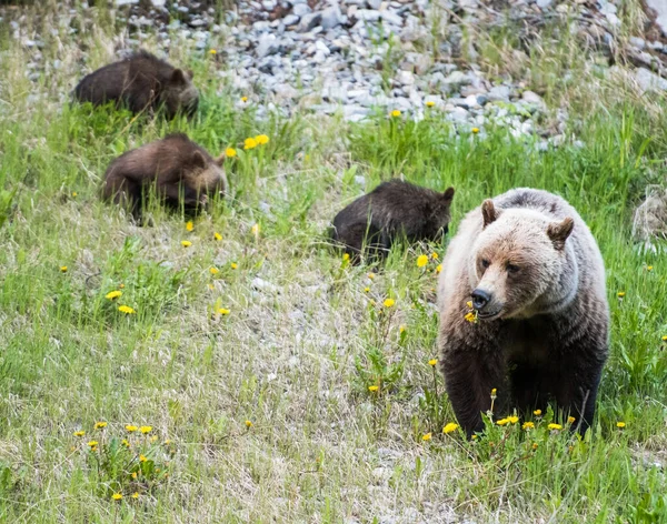 Grizzli Dans Nature — Photo