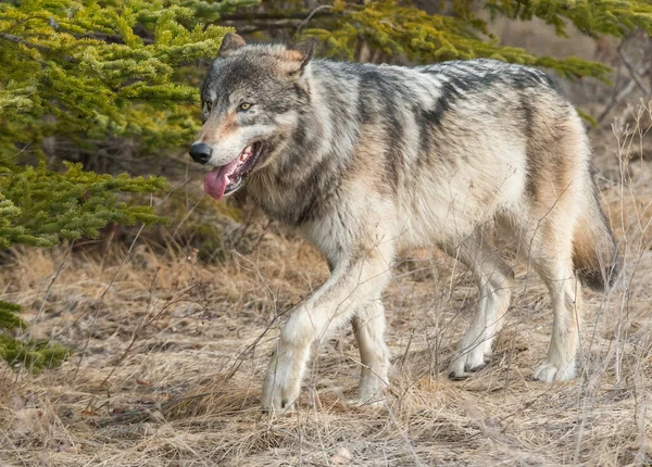 Loup Gris Dans Nature Sauvage — Photo