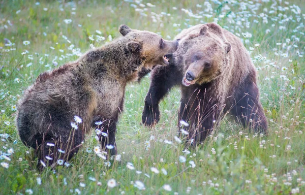 Grizzlis Canadiens Dans Nature — Photo