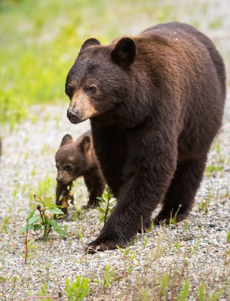 Svart Björn Naturen — Stockfoto