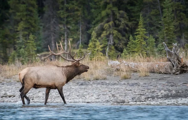 Wapiti Pendant Ornière — Photo