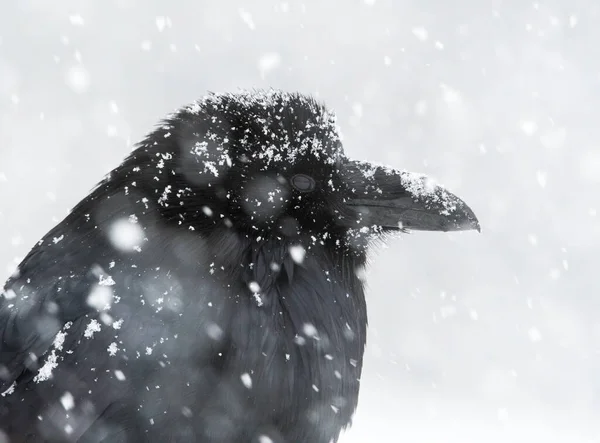 Raven Het Wild — Stockfoto