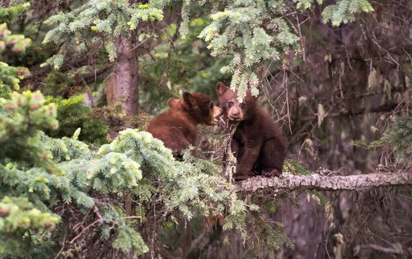 野生で黒クマのCb — ストック写真