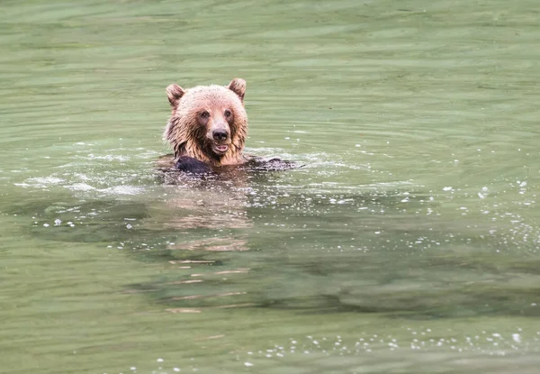 Grizzlybär Freier Wildbahn — Stockfoto