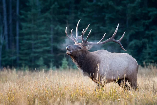 Bull Elk Rut — Stock Photo, Image