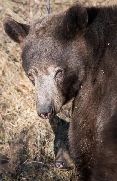 Zwarte Beer Het Wild — Stockfoto