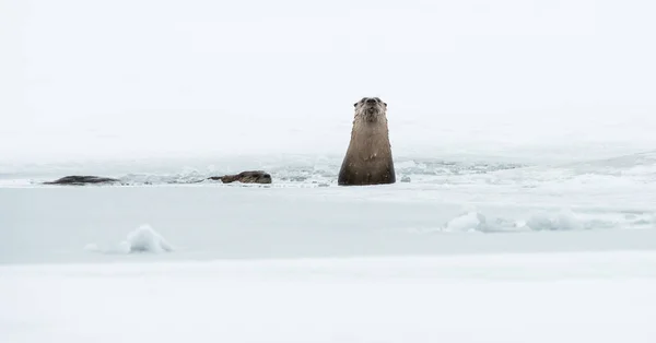 Lontre Fiume Inverno — Foto Stock